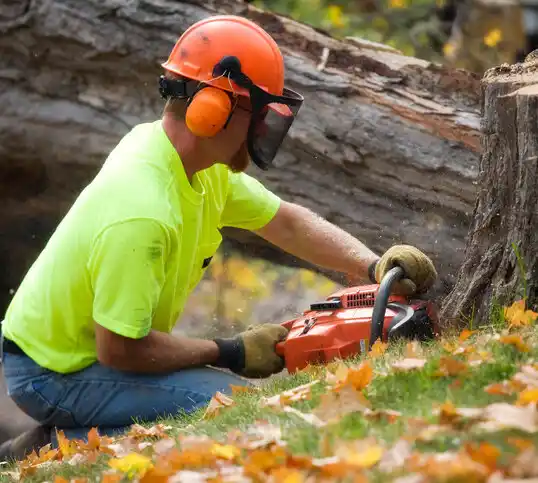 tree services Manhattan